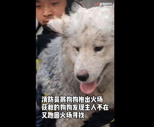 新闻爆料狗,揭秘娱乐圈幕后真相 第2张 新闻爆料狗,揭秘娱乐圈幕后真相 第2张