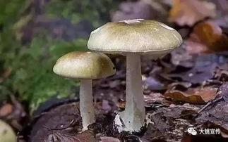 吃瓜爆料黑料蘑菇视频下载,蘑菇视频下载背后的黑料风云 第2张 吃瓜爆料黑料蘑菇视频下载,蘑菇视频下载背后的黑料风云 第2张