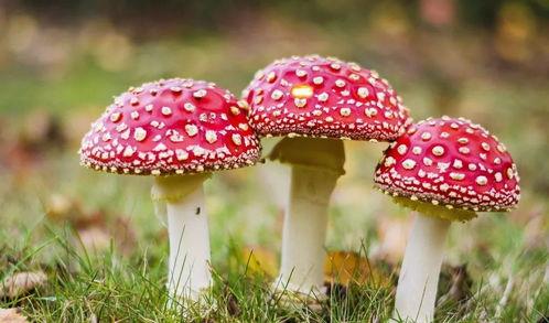 吃瓜爆料黑料蘑菇视频下载,蘑菇视频下载背后的黑料风云 第3张 吃瓜爆料黑料蘑菇视频下载,蘑菇视频下载背后的黑料风云 第3张