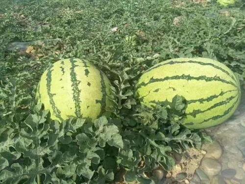 长春最新吃瓜事件爆料,揭秘幕后真相，网络热议事件全解析  第3张