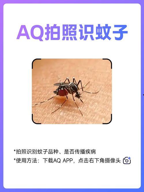 蚊子管家在线观看,在线观看,揭秘夏日驱蚊新秘籍 第3张 蚊子管家在线观看,在线观看,揭秘夏日驱蚊新秘籍 第3张