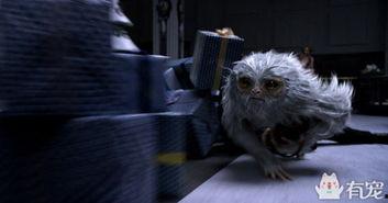 神奇动物在线观看,神奇动物在线观影之旅 第3张 神奇动物在线观看,神奇动物在线观影之旅 第3张