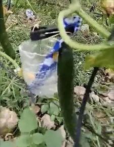 缅北吃瓜视频爆料,吃瓜视频揭露惊人内幕 第3张 缅北吃瓜视频爆料,吃瓜视频揭露惊人内幕 第3张