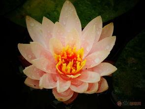 江西莲花在线最新爆料,揭秘莲花县重大事件背后真相