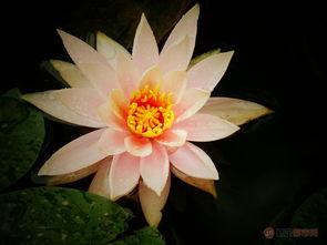 江西莲花在线最新爆料,揭秘莲花县重大事件背后真相  第2张