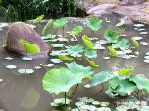 江西莲花在线最新爆料,揭秘莲花县重大事件背后真相  第3张