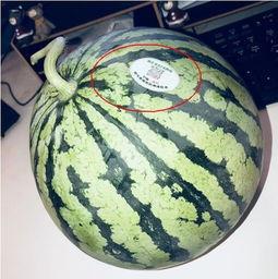 睢宁网红吃瓜,揭秘网络热点的背后真相