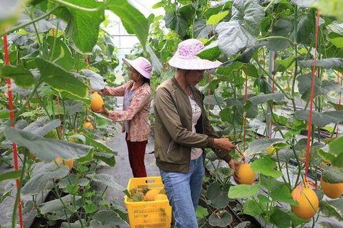 睢宁网红吃瓜,揭秘网络热点的背后真相  第2张