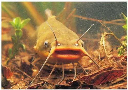 北极鲶鱼爆料视频播放下载,播放下载背后的真相