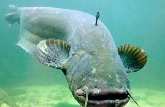 北极鲶鱼爆料视频播放下载,播放下载背后的真相 第2张 北极鲶鱼爆料视频播放下载,播放下载背后的真相 第2张