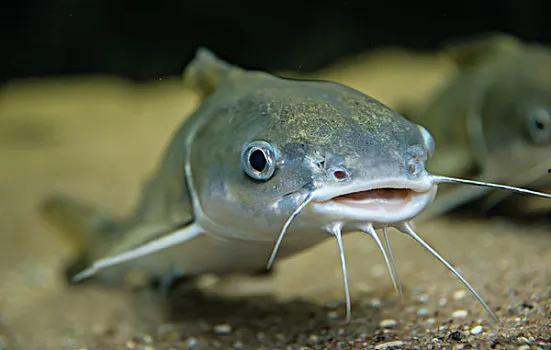 北极鲶鱼爆料视频播放下载,播放下载背后的真相 第3张 北极鲶鱼爆料视频播放下载,播放下载背后的真相 第3张