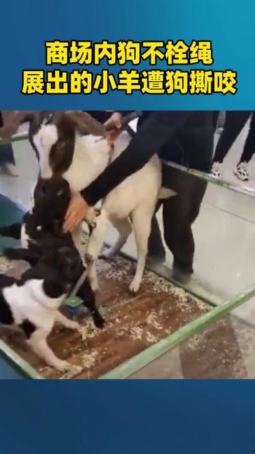 小羊男友爆料视频大全,揭秘背后惊人真相 第2张 小羊男友爆料视频大全,揭秘背后惊人真相 第2张