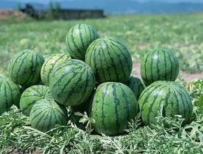 景德镇网红吃瓜群微信,揭秘网络社交圈的趣味与热议 第2张 景德镇网红吃瓜群微信,揭秘网络社交圈的趣味与热议 第2张