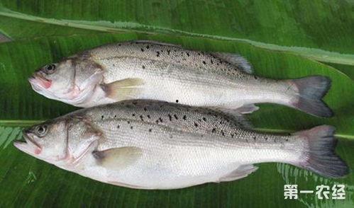 鲈鱼养殖爆料怎么做视频,视频制作攻略全解析