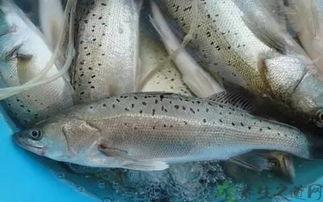 鲈鱼养殖爆料怎么做视频,视频制作攻略全解析  第2张