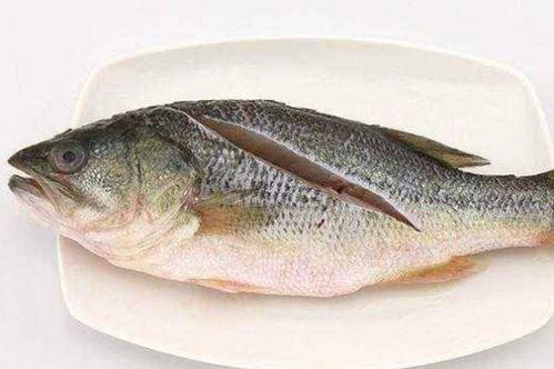 鲈鱼养殖爆料怎么做视频,视频制作攻略全解析  第3张