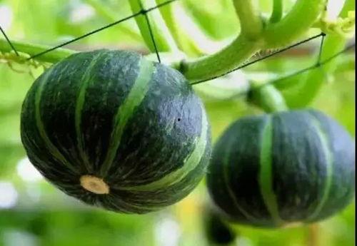 网红贝贝瓜怎么吃  第2张