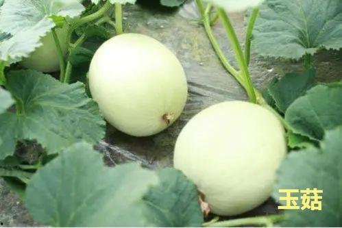 香瓜园吃瓜视频下载免费,夏日清凉一夏  第2张