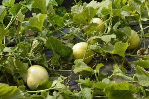 香瓜园吃瓜视频下载免费,夏日清凉一夏  第3张