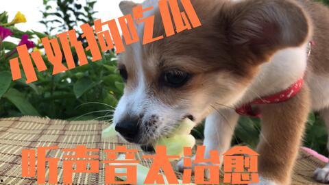 娱乐吃瓜酱小狗,揭秘娱乐圈那些不为人知的趣事  第2张