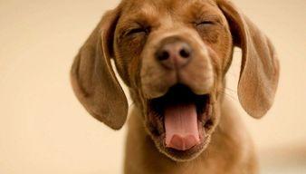 娱乐吃瓜酱小狗,揭秘娱乐圈那些不为人知的趣事  第3张