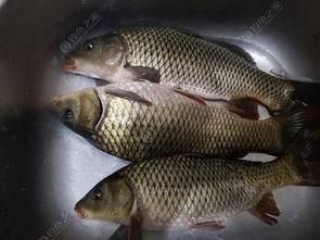 百色视频锚鱼爆料最新,揭秘神秘水下世界