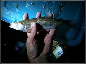 百色视频锚鱼爆料最新,揭秘神秘水下世界 第2张 百色视频锚鱼爆料最新,揭秘神秘水下世界 第2张