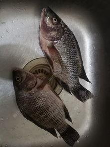 百色视频锚鱼爆料最新,揭秘神秘水下世界 第3张 百色视频锚鱼爆料最新,揭秘神秘水下世界 第3张