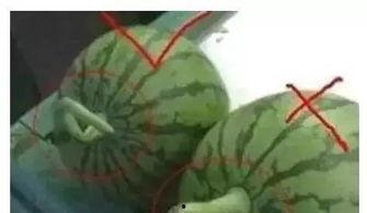 吃瓜qq群免费颜色,免费颜色背后的秘密世界  第2张