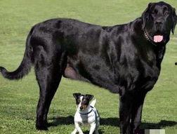 大狗最新爆料新闻报道,揭秘最新热点事件内幕