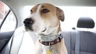 大狗最新爆料新闻报道,揭秘最新热点事件内幕 第2张 大狗最新爆料新闻报道,揭秘最新热点事件内幕 第2张